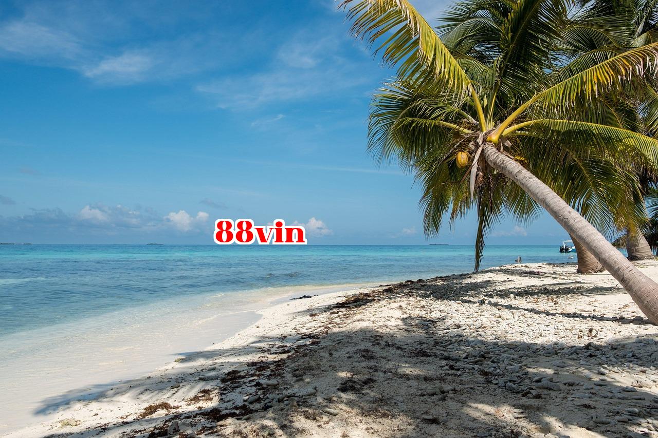 Cách Người Thường Nhanh Chóng Tiếp Cận AI - 88win bet